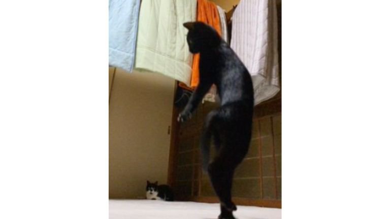室内にいる猫
