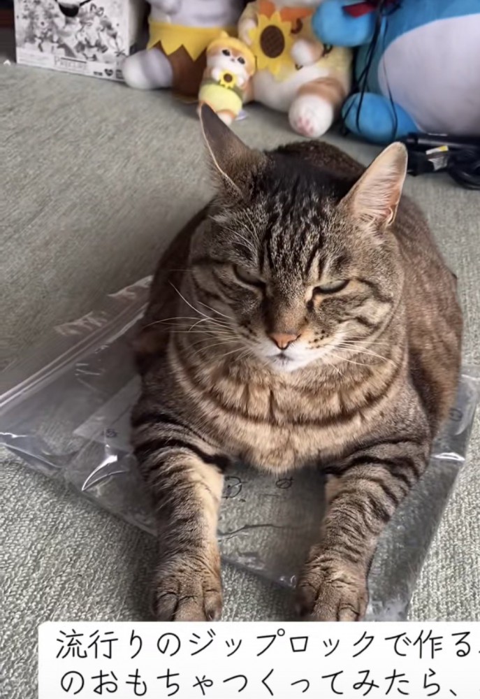 おもちゃの上でくつろぐ猫の写真8