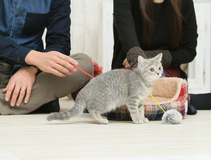 男女と子猫