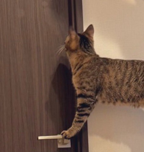 ドアノブに前足を乗せて、天井を見つめる猫