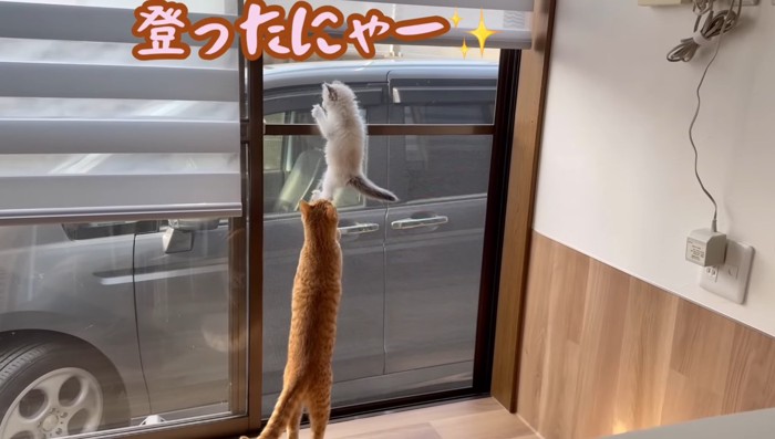 登ったにゃー