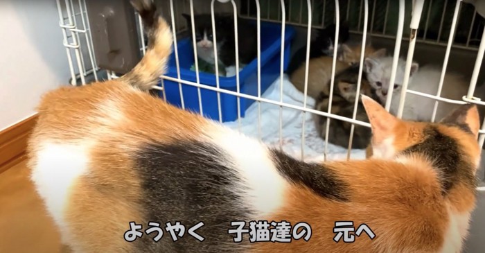 子猫たちを見つめる猫