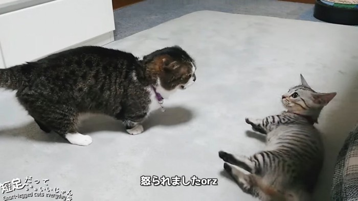 折れ耳の猫に怒られる子猫