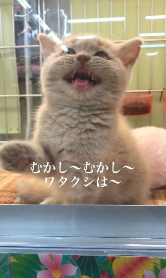 ホームセンターにいた1匹の子猫