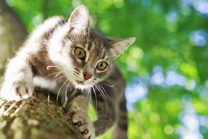 木に登った猫