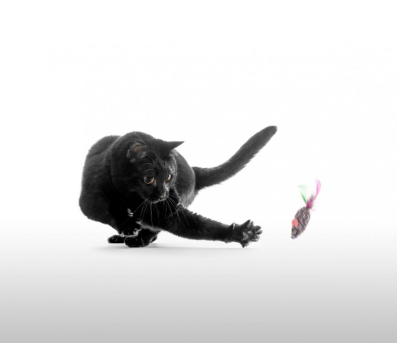 ねずみのおもちゃを捕まえようとする猫