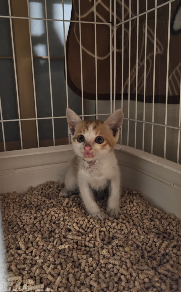 猫砂の上に座る子猫