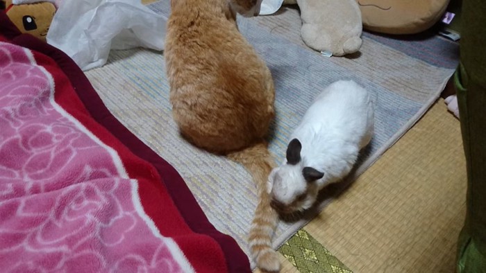 猫のしっぽに近づくうさぎ