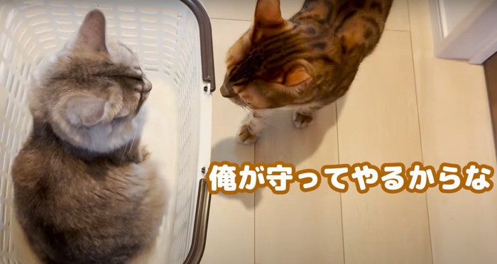 向かい合う2匹の猫