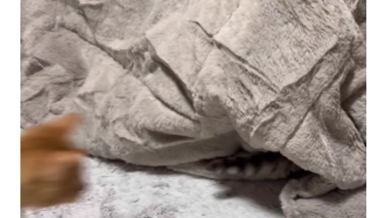 こたつの中に入っていく猫