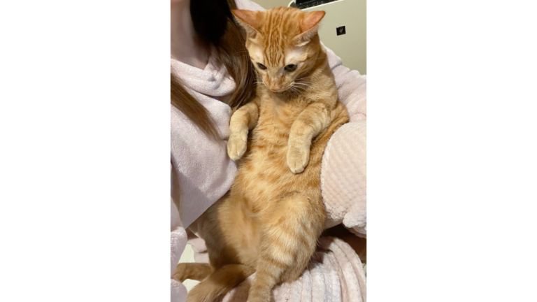 抱かれている猫