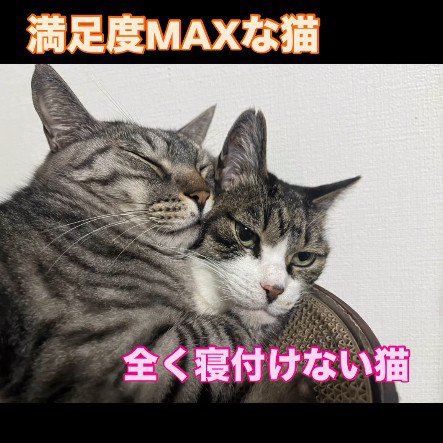 猫用ベッドの中の2匹の猫