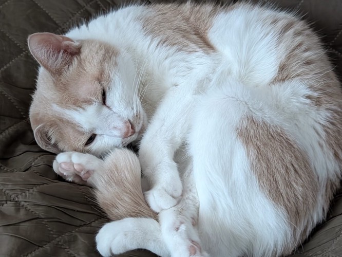 丸くなって眠る猫