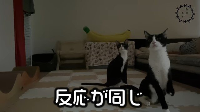 顔を上げて伸び上がる2匹の猫