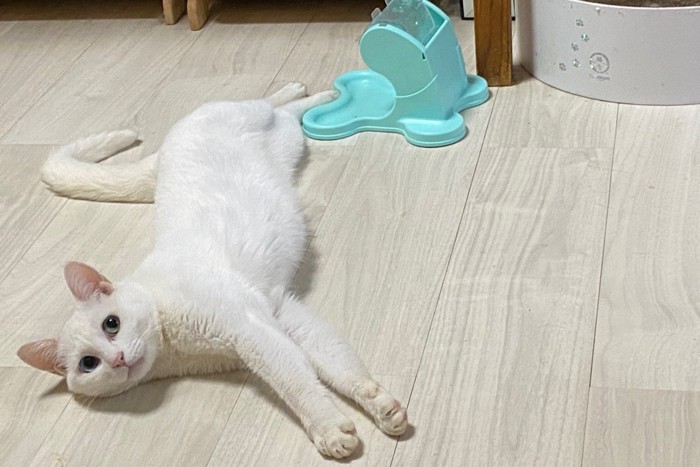 床に寝転ぶ白猫