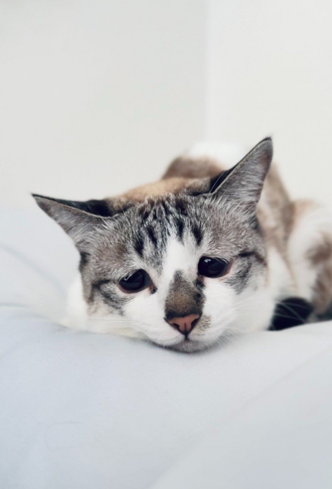 ふとんにいる猫