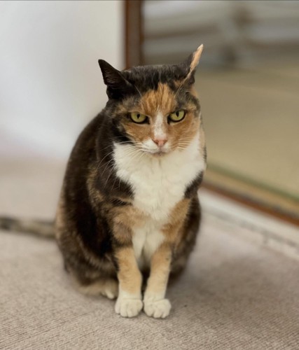 成長した猫