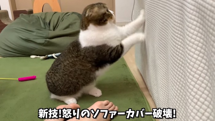 ソファカバーで爪とぎをする猫