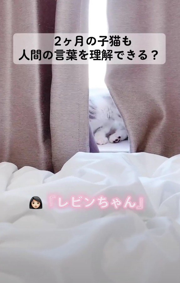 ひなたぼっこ中のレビンちゃん