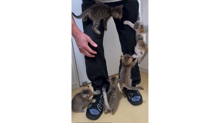 人の脚と子猫たち
