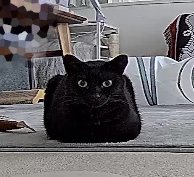 前足を体の下にしまって座る猫