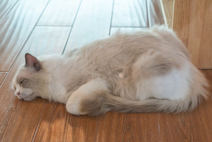 床で寝る猫