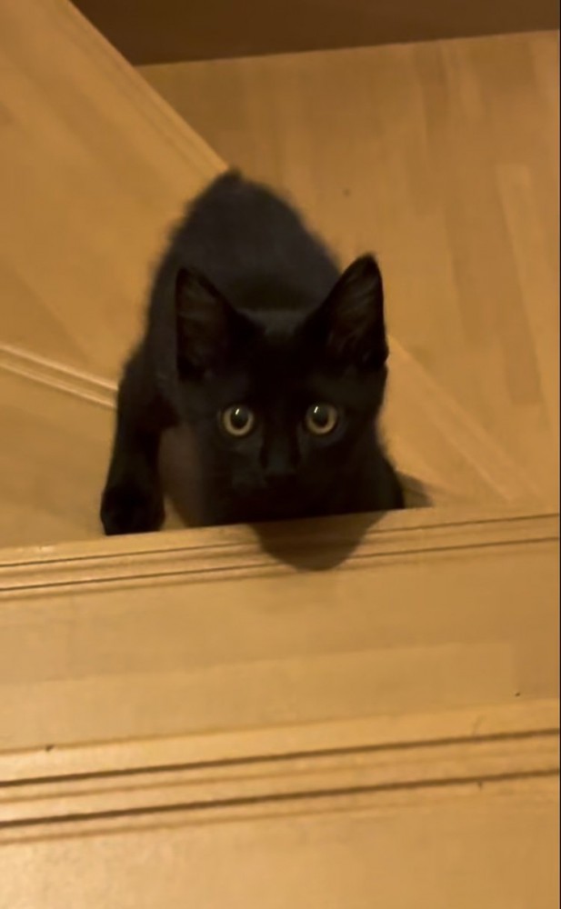 飼い主さんを上目遣いで見る子猫