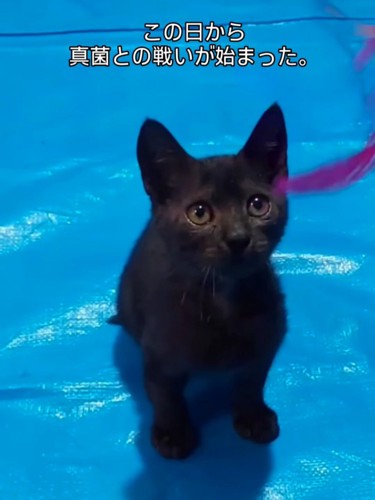 座って見上げる子猫