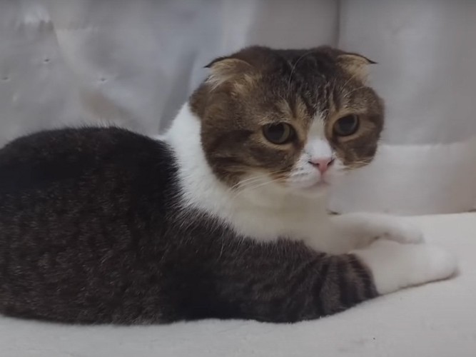 気配を聞く猫