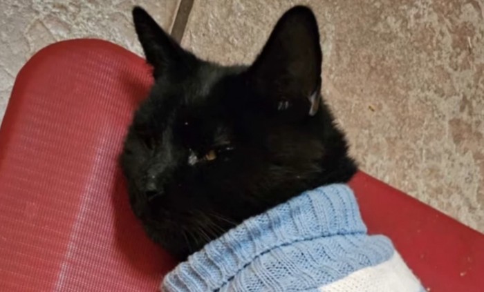 ブルーの服を着た黒猫