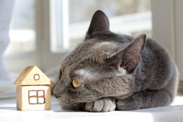 積み木の家と猫の写真