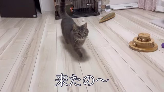 歩いて来る猫