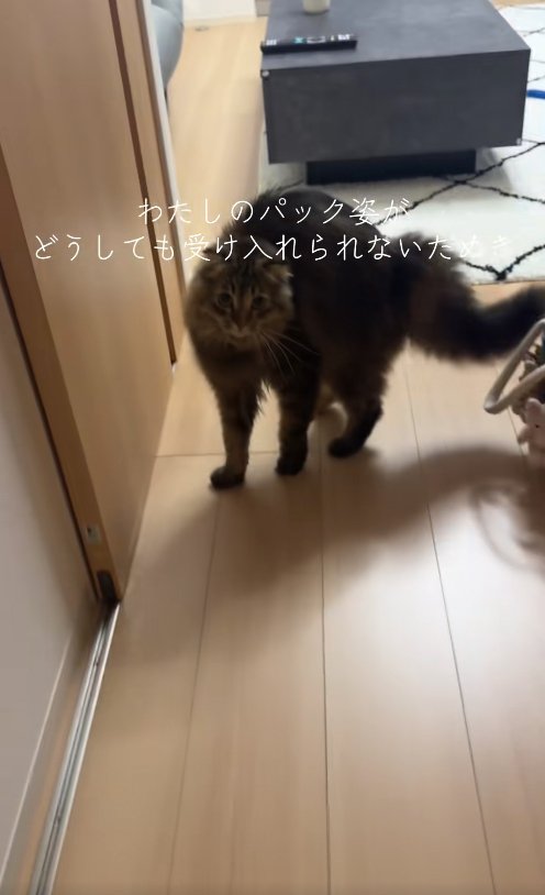 背中を丸めて威嚇のポーズをとっているカメラ目線の猫(尻尾下げ)