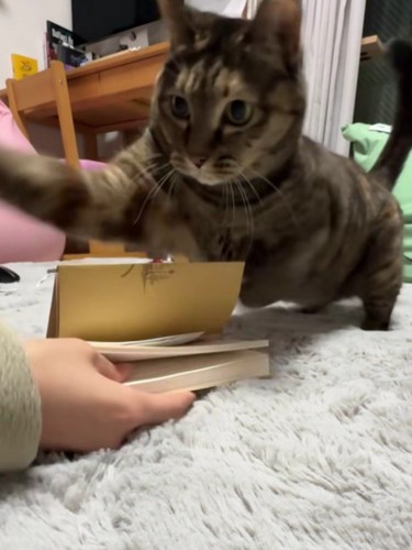 飼い主に襲いかかる猫