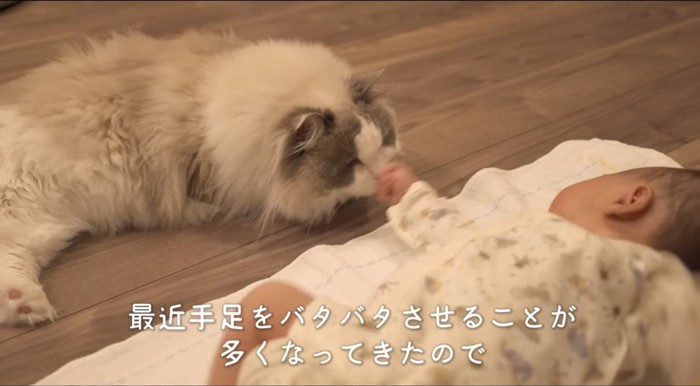 鼻をパンチされる猫