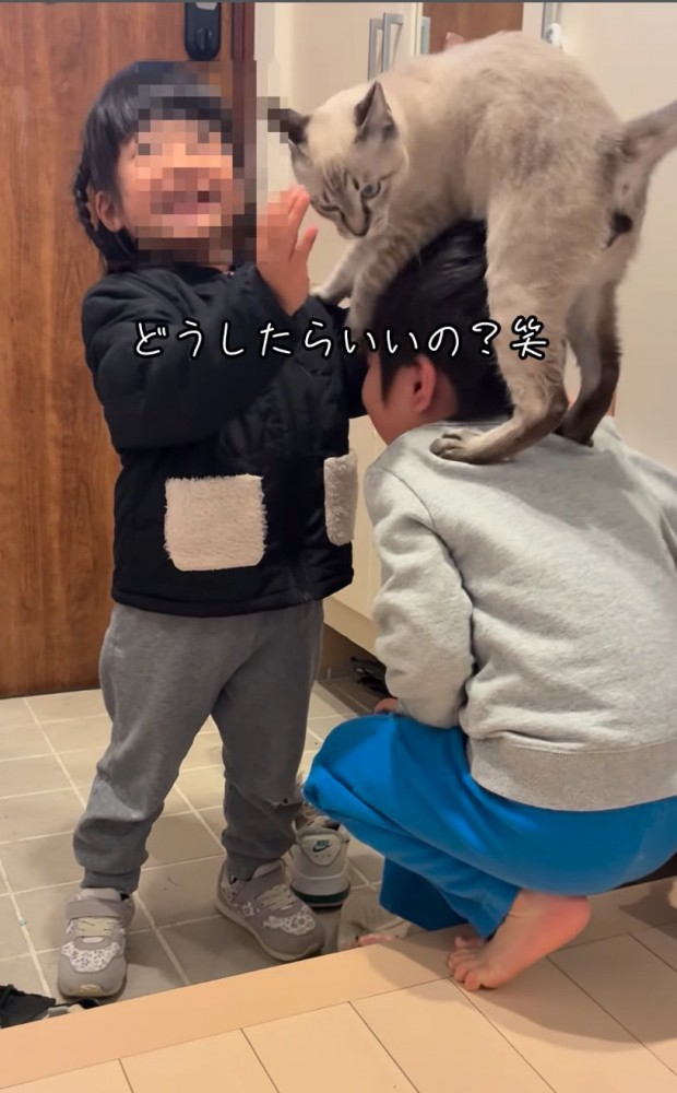 わちゃわちゃする兄妹と猫