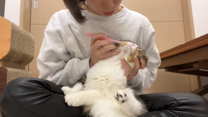 上を向く猫