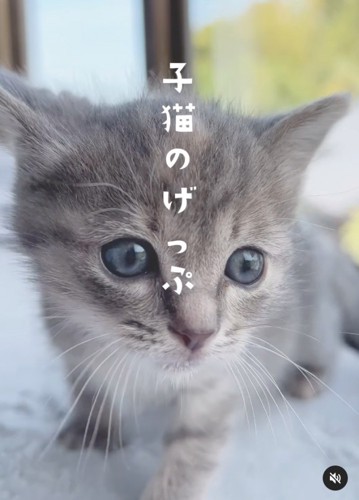 口にミルクがついている子猫