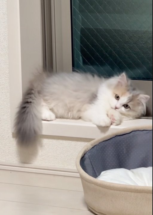 毛繕いする猫
