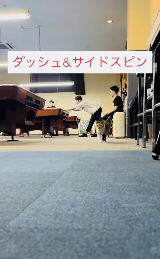 店長さんに向かって駆けてくる看板猫