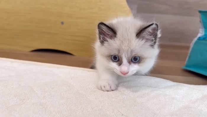 子猫