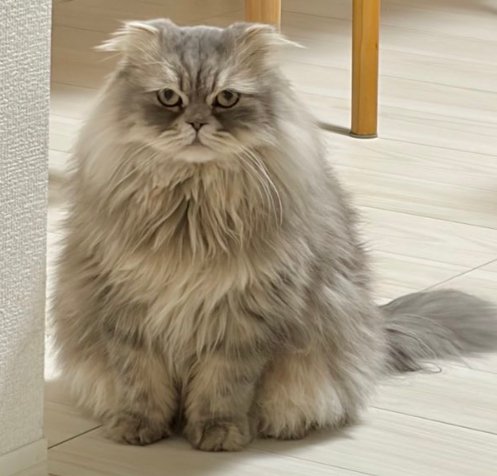 長毛猫カメラ目線アップ