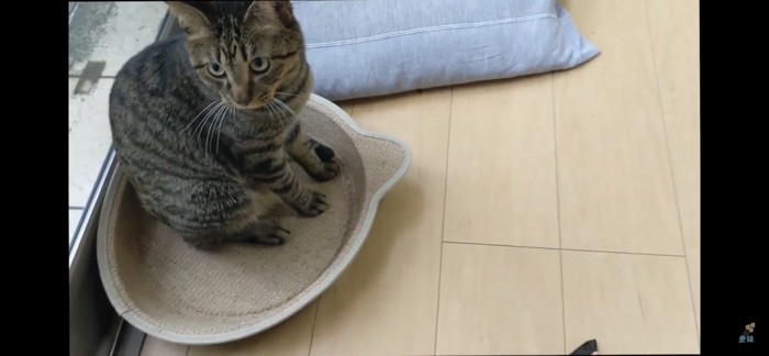 お座りする猫