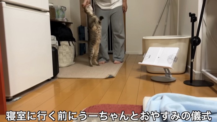 おやすみをしてもらう、うーちゃん