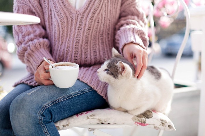 飼い主さんの椅子に割り込む猫