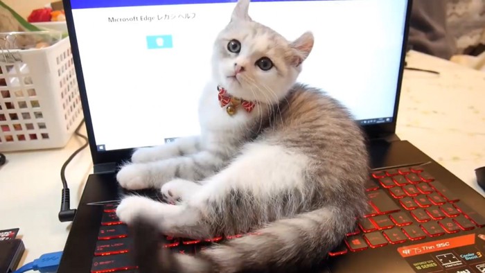 キーボード上で横になりきょとんとする子猫