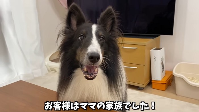 犬の顔