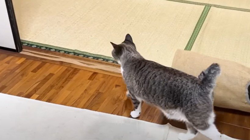 遅れてやってきた猫