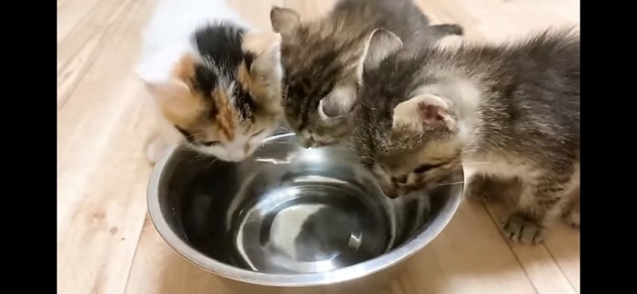 水を飲む子猫