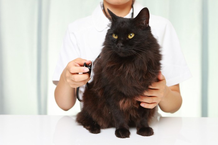 聴診器を当てられている猫